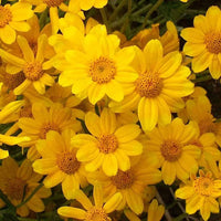 Oregon Sunshine – Bright Wildflower Garden Seeds