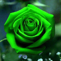 Seeds Flowers Rose Bush Green Strong Fragrant Perennial Plant Home Garden - Flower Seeds