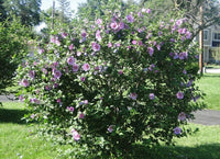 Hibiscus Minerva Rose of Sharon – Pink Flower Garden Seeds