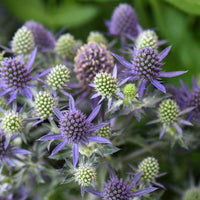 Sea Holly Deep – Garden Flower Seeds for Planting