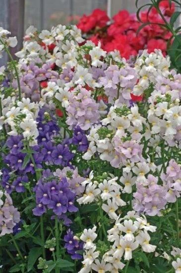 Nemesia Poetry – Perennial Mixed Color Flower Seeds