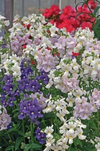 Nemesia Poetry – Perennial Mixed Color Flower Seeds