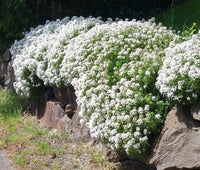 Candytuft White Iberis Sempervirens Perennial Garden Flower Seeds