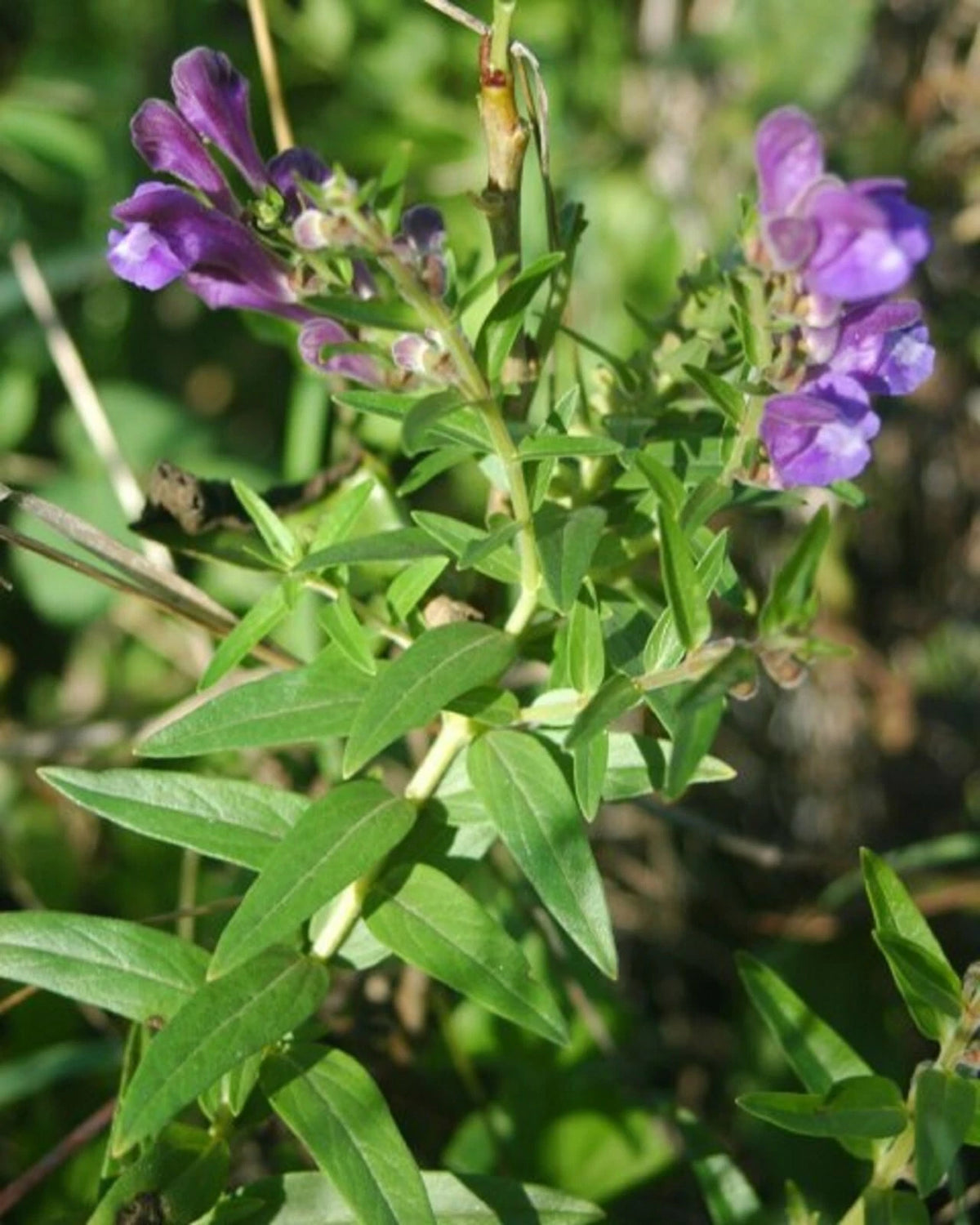 Baikal Skullcap Seeds Scutellaria Baicalensis Perennial Flower Root Herb – Colorful Garden Flower Seeds