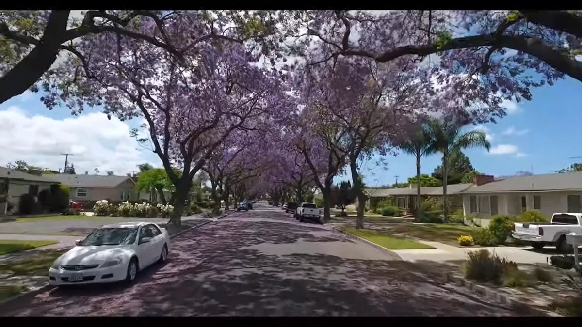 Jacaranda Mimosifolia – Blue Fragrant Ornamental Tree Seeds