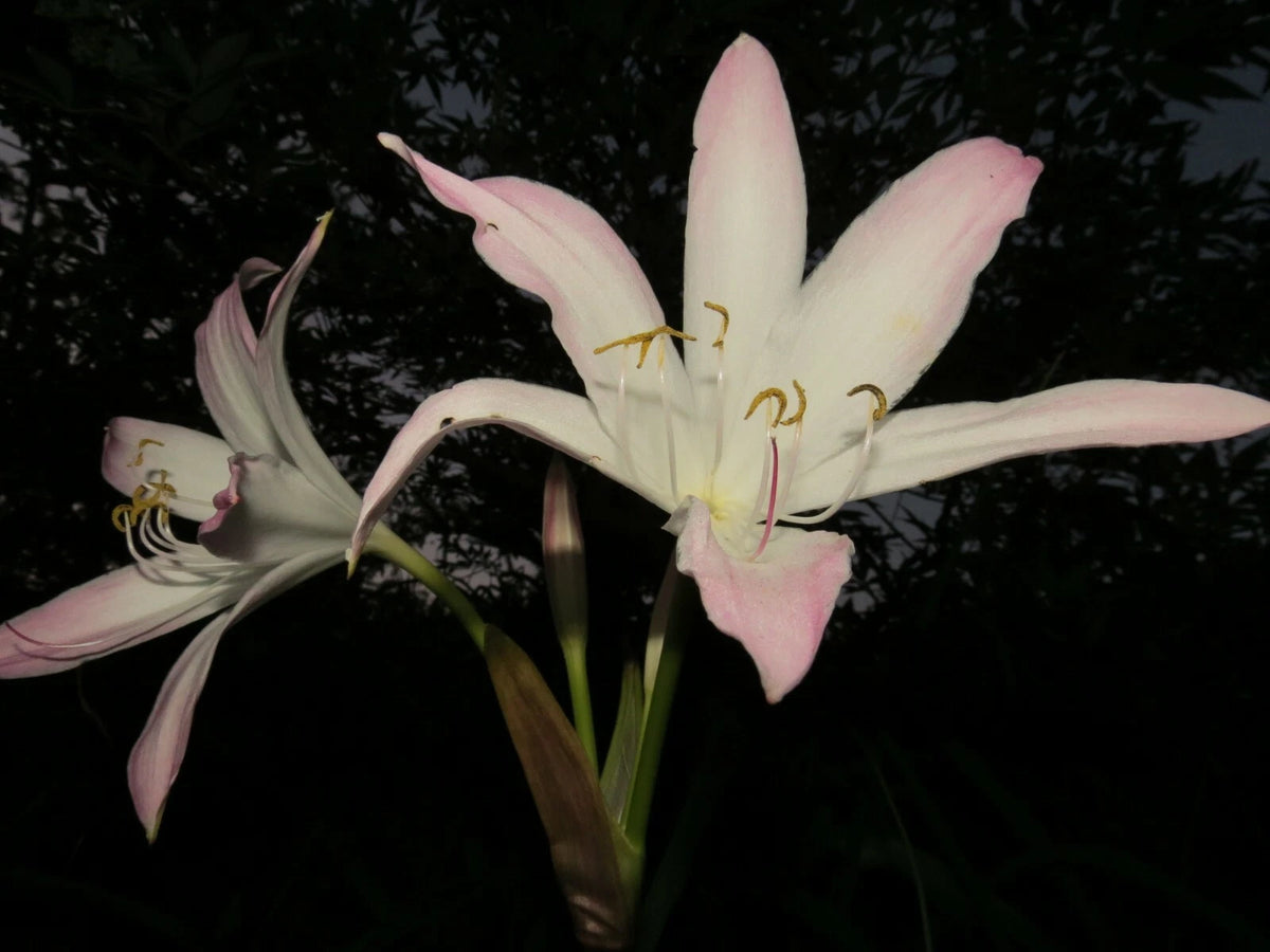 Crinum Lily Bayou – Garden Flower Seeds