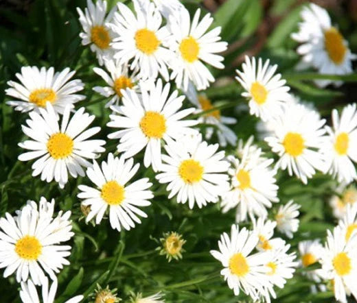 Aster Alpine White Aster Alpinus – Perennial Garden Flower Seeds