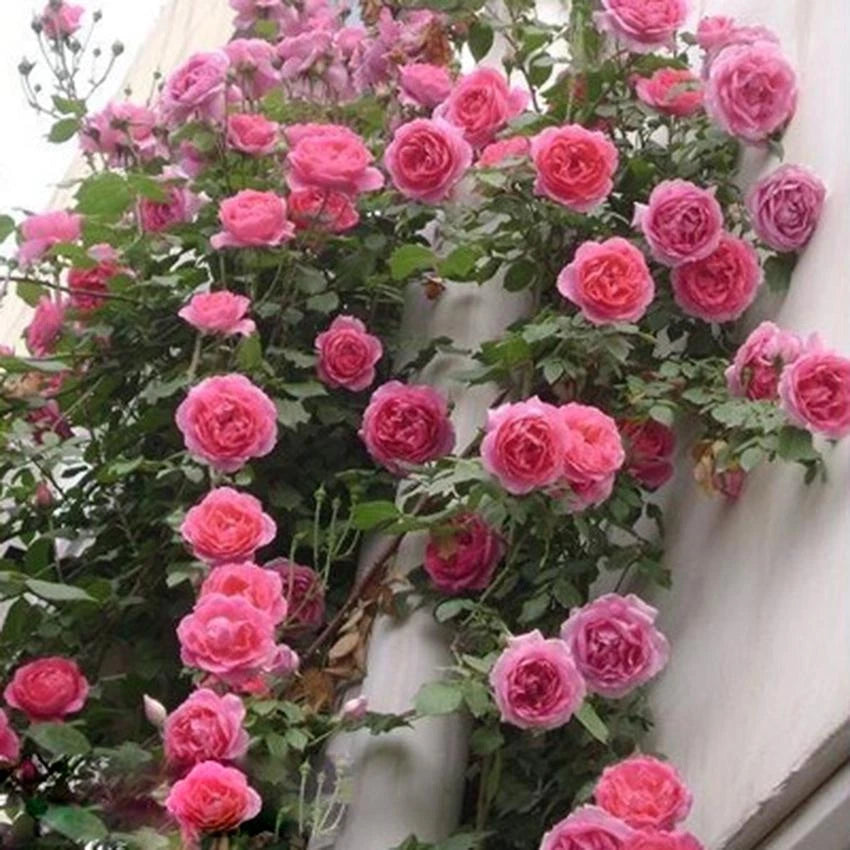 Climbing Rose – Colorful, Climbing, Garden Flower Seeds