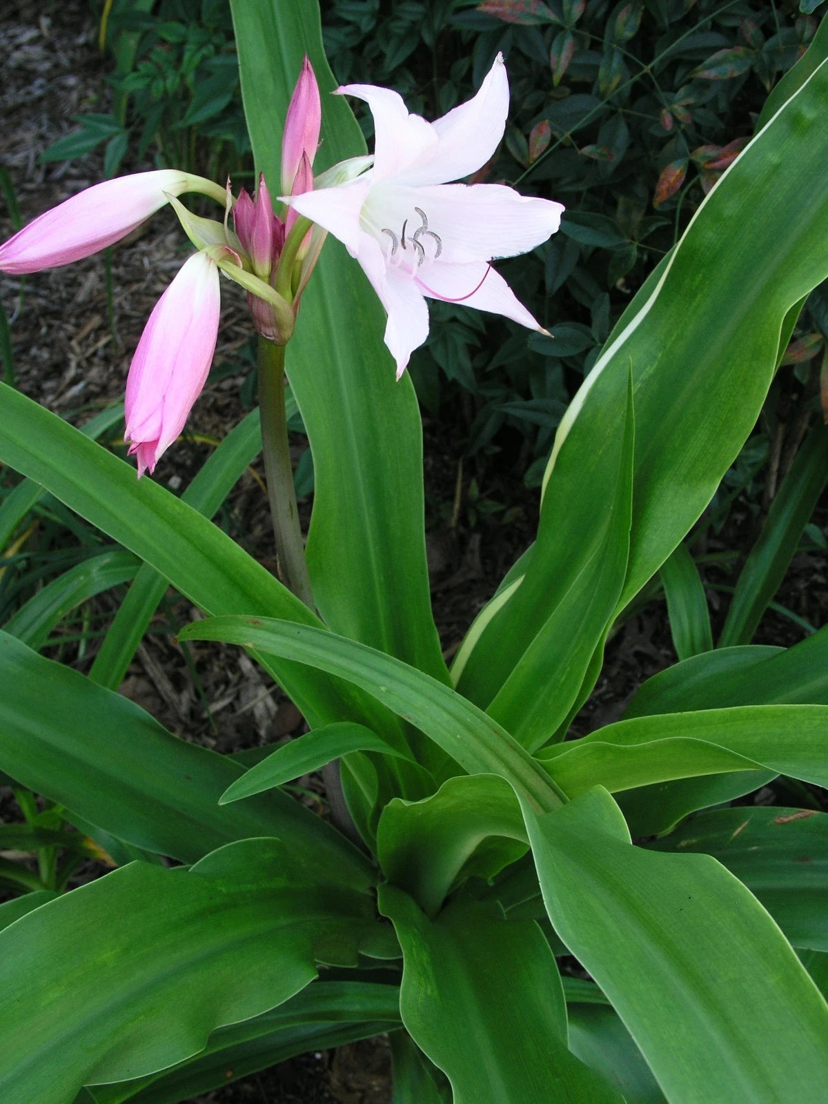 Crinum Lily Acclaimed Moorei Pink Species Large Blooming-size Bulb