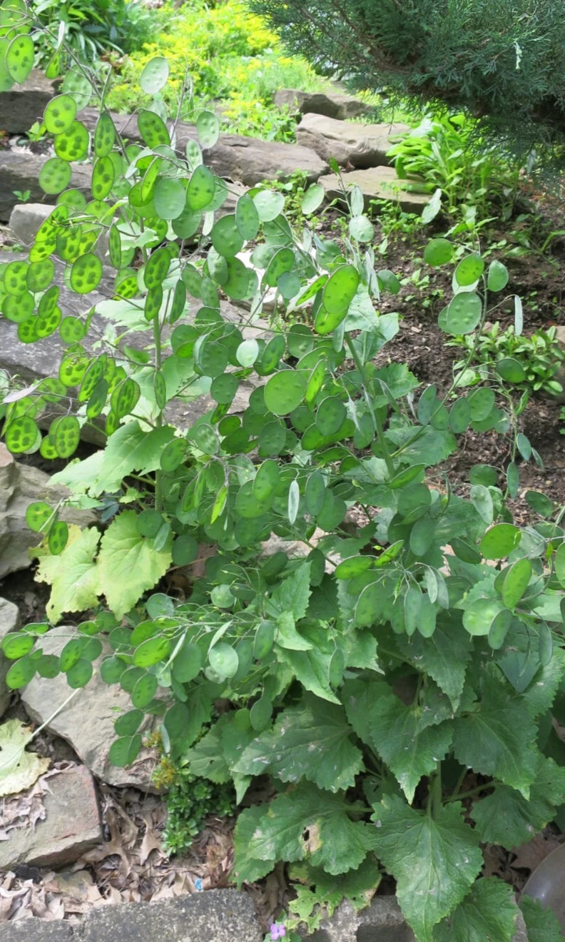 Money Plant Silver Dollar Lunaria Honesty Heirloom Fresh " Stems You Dry – Perennial Flower Seeds