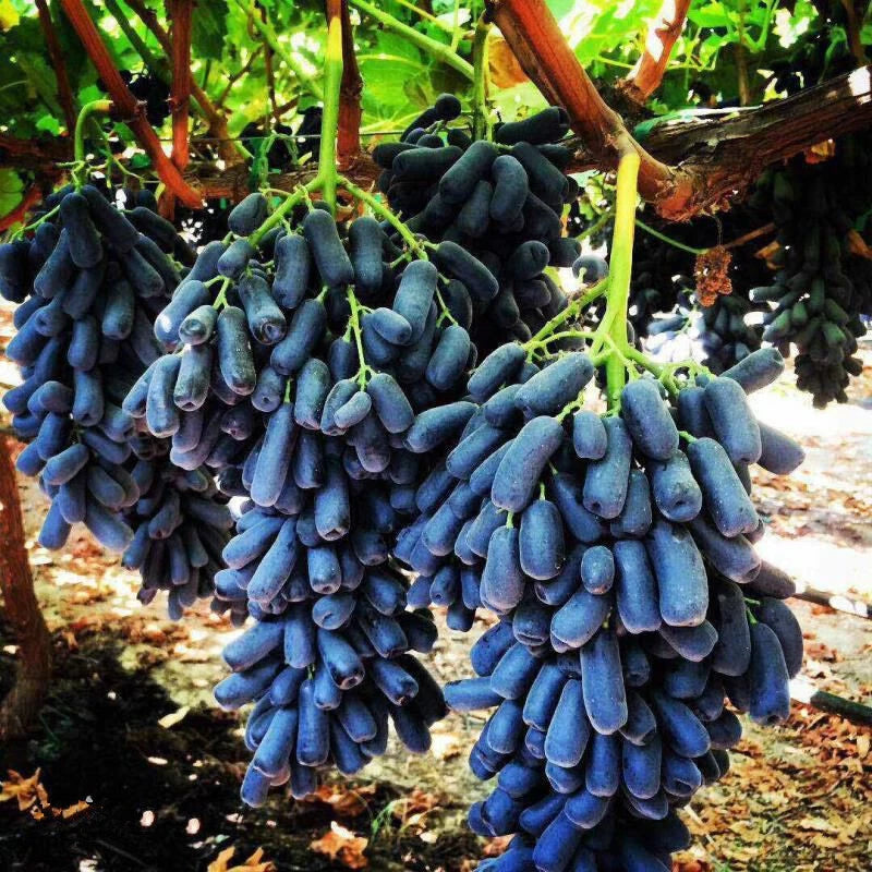 Finger Grape Seeds – Garden Fruit Seeds