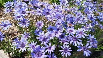 True Blue Felicia Heterophylla Perennial African Daisy Flower Seeds