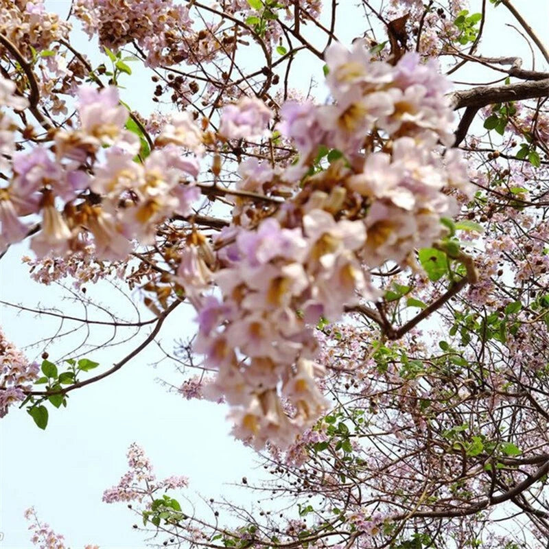 Royal Empress Tree Paulownia Tomentosa Ornamental Tree Seeds