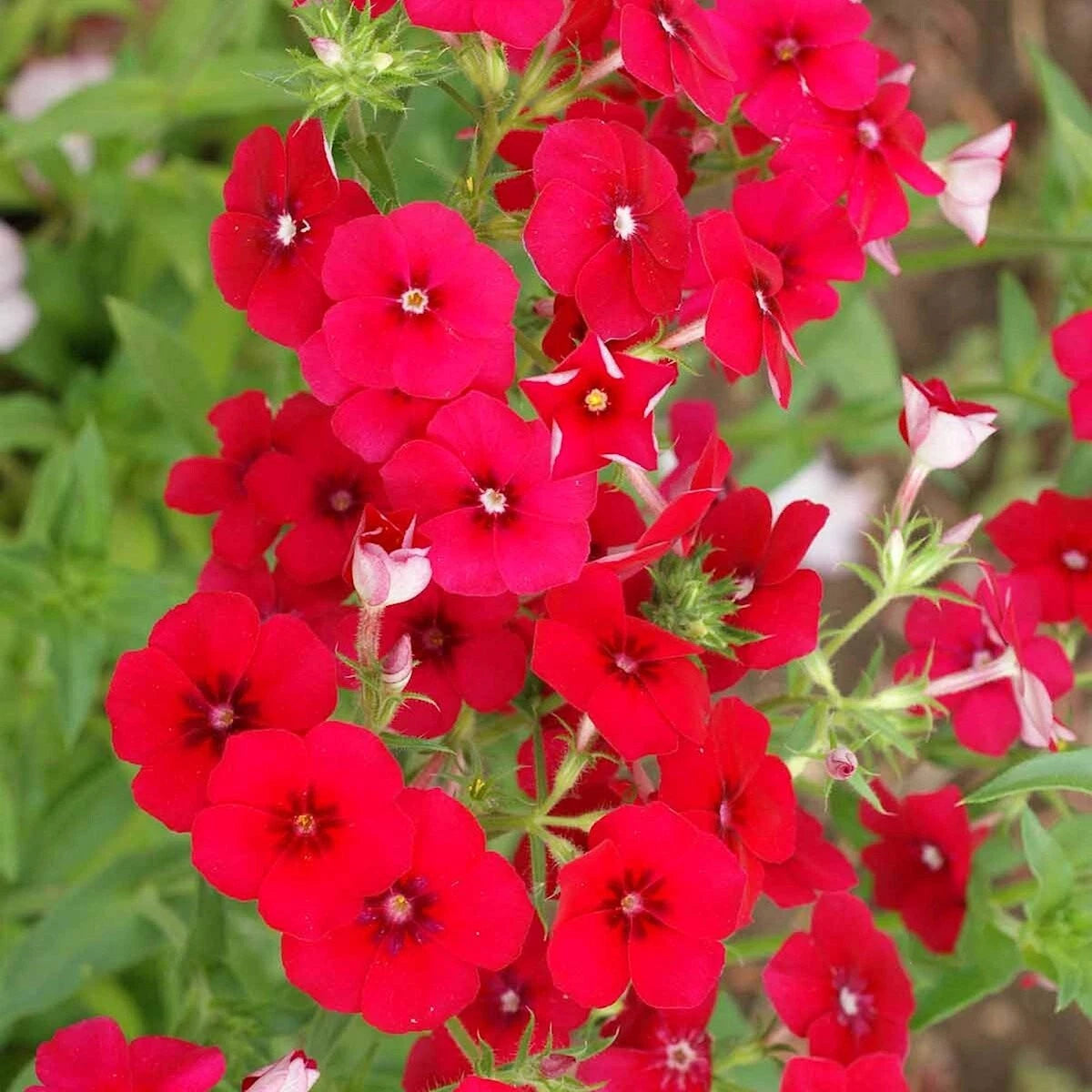 Red Drummond Phlox – Colorful Wildflower Garden Seeds