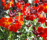English Wallflower Cheiranthus Cheiri – Hardy Garden Flower Seeds