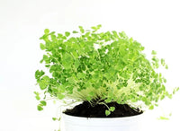 Chia Seeds for Planting - Chia Microgreens