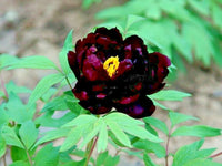 Black Tree Peony Paeonia Suffruticosa – Perennial Flower Seeds
