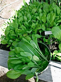 Komatsuna Japanese Green – Garden Flower Seeds for Planting