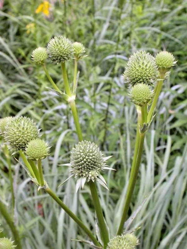 Rattlesnake Master Eryngium Yuccifolium – Hardy Perennial Flower Seeds