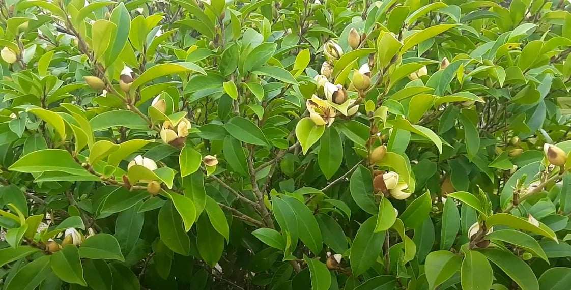 Magnolia Figo – Fragrant Cold Hardy Shrub Flower Seeds