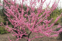 Tennessee Pink Redbud Cercis Canadensis – Flowering Tree Garden Seeds