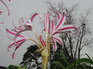Crinum Lily Marisco Large Blooming-Size Bulb New