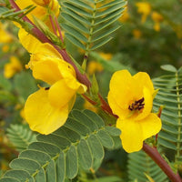 Partridge Pea – Colorful Wildflower Seeds
