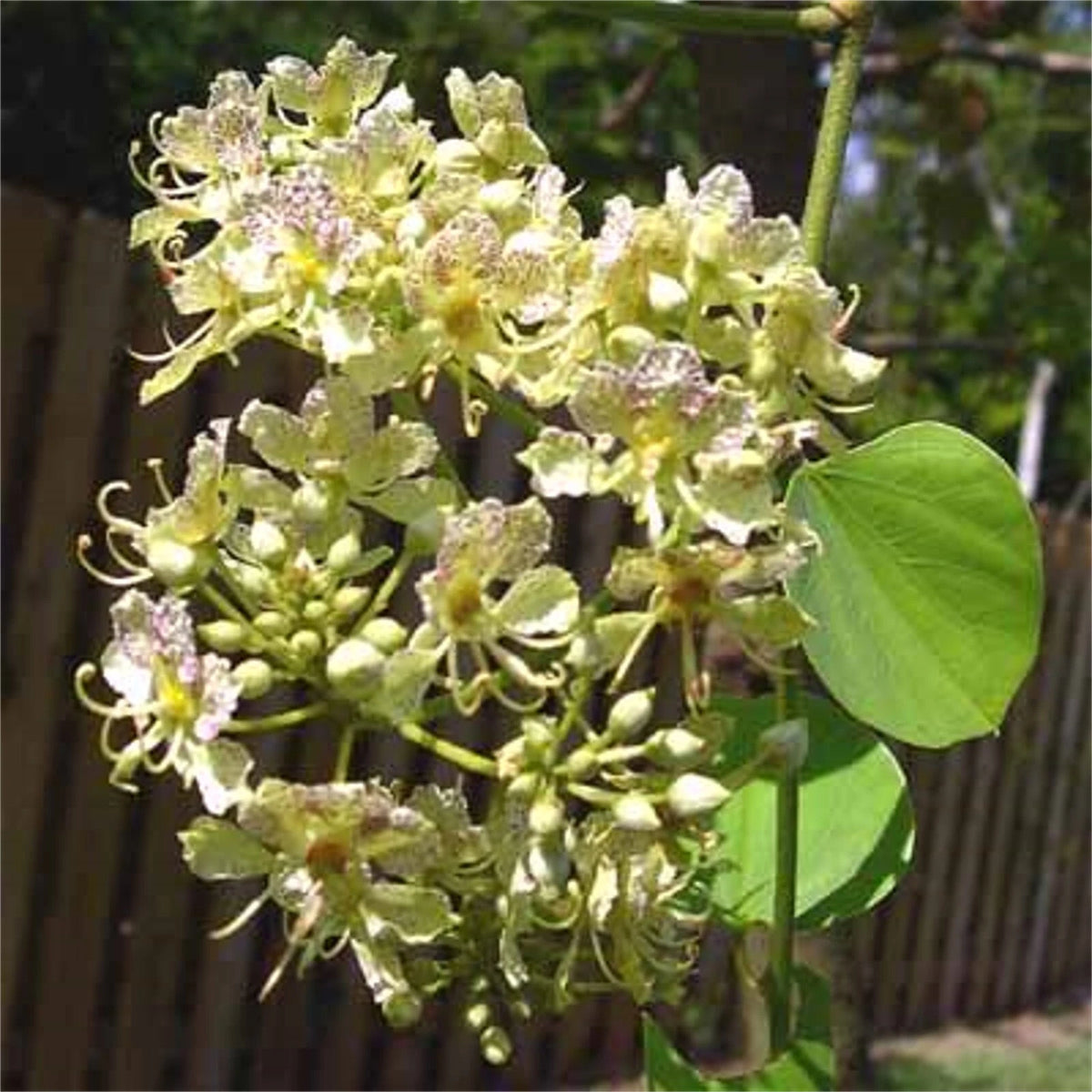 Bauhinia Semla Orchid Tree B Retusa B Roxburghiana Usa – Flower Seeds