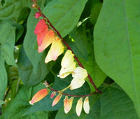 Firecracker Vine Ipomoea Lobata – Climbing Garden Flower Seeds