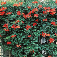Red Trumpet Vine Campsis Radicans Hummingbird Attracting Flower Seeds