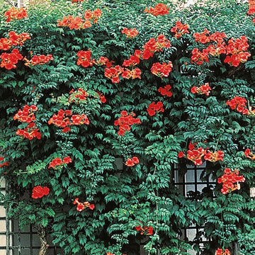 Red Trumpet Vine Campsis Radicans Hummingbird Attracting Flower Seeds