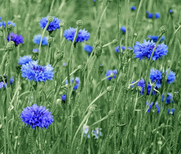 Cornflower Blue Centaurea Cyanus Colorful Garden Flower Seeds