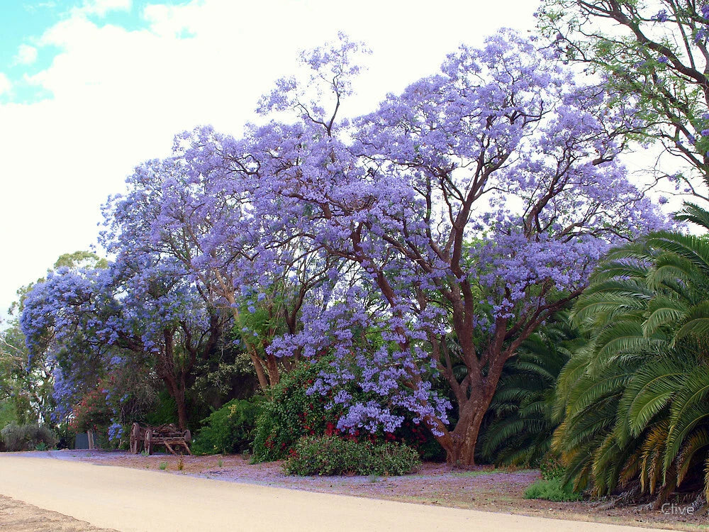 Jacaranda Mimosifolia – Blue Fragrant Ornamental Tree Seeds