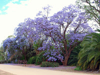 Jacaranda Mimosifolia – Blue Fragrant Ornamental Tree Seeds