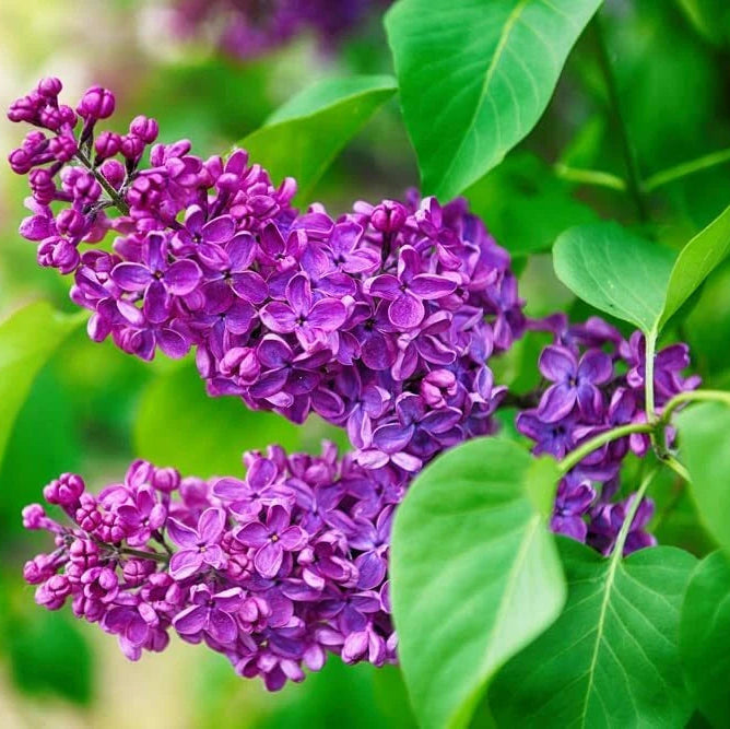 Purple Lilac Seeds For Planting Stunning Purple Flower Landscaping Or Bonsai