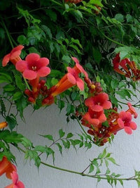 Red Trumpet Vine Campsis Radicans – Hummingbird Attracting Flower Seeds