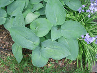 Hosta Love Pat Frosty Blue Leaves Perennial Flower Seeds