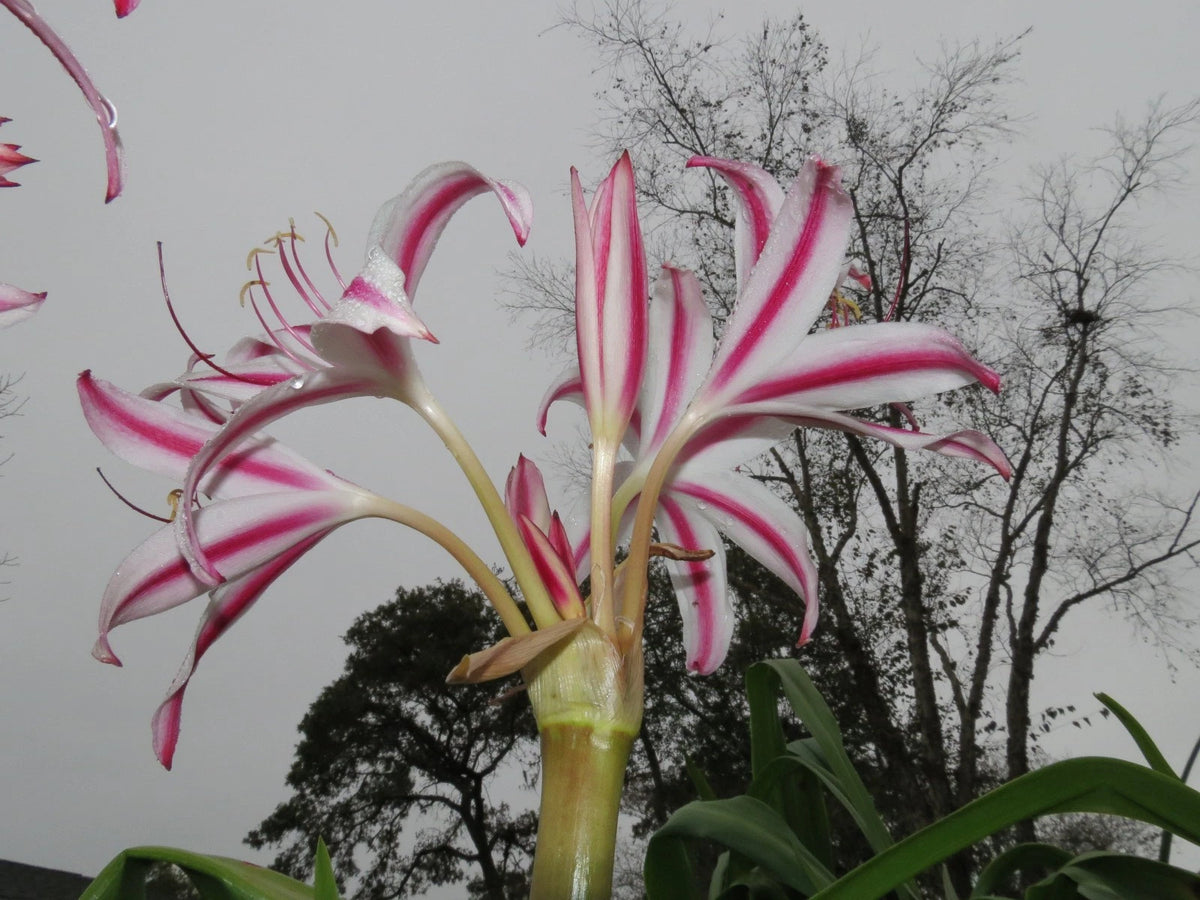 Crinum Lily Marisco – Garden Flower Seeds for Planting