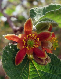 Edible Mallow Grewia Villosa – Garden Shrub Seeds