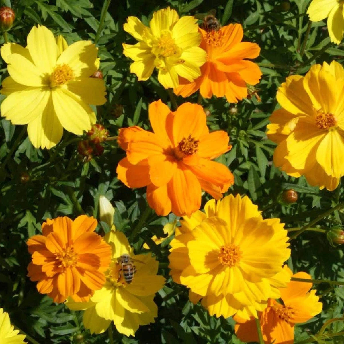 Dwarf Mixed Sulphur Cosmos – Colorful Wildflower Garden Seeds