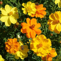 Dwarf Mixed Sulphur Cosmos – Colorful Wildflower Garden Seeds