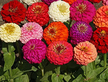 Dahlia Flowered Mix Zinnia Colorful Wildflower Garden Seeds