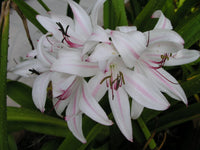 Crinum Lily Digweedii – Garden Flower Seeds