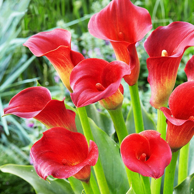 Calla Lily Mix – Mixed Flower Seeds