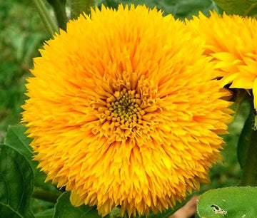 Sunflower Teddy Bear Helianthus Annuus – Colorful Garden Flower Seeds