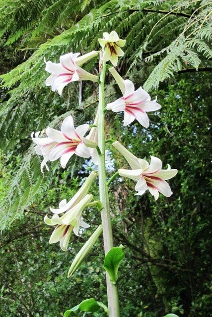 Cardiocrinum Giganteum Giant Himalayan Lily Fragrant Perennial Flowers – Colorful Garden Flower Seeds