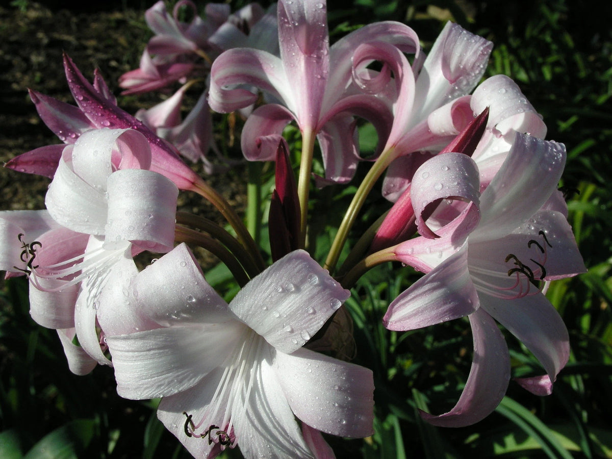 Crinum Lily Peachblow Improved Jumbo Blooming-size Bulb - Very -