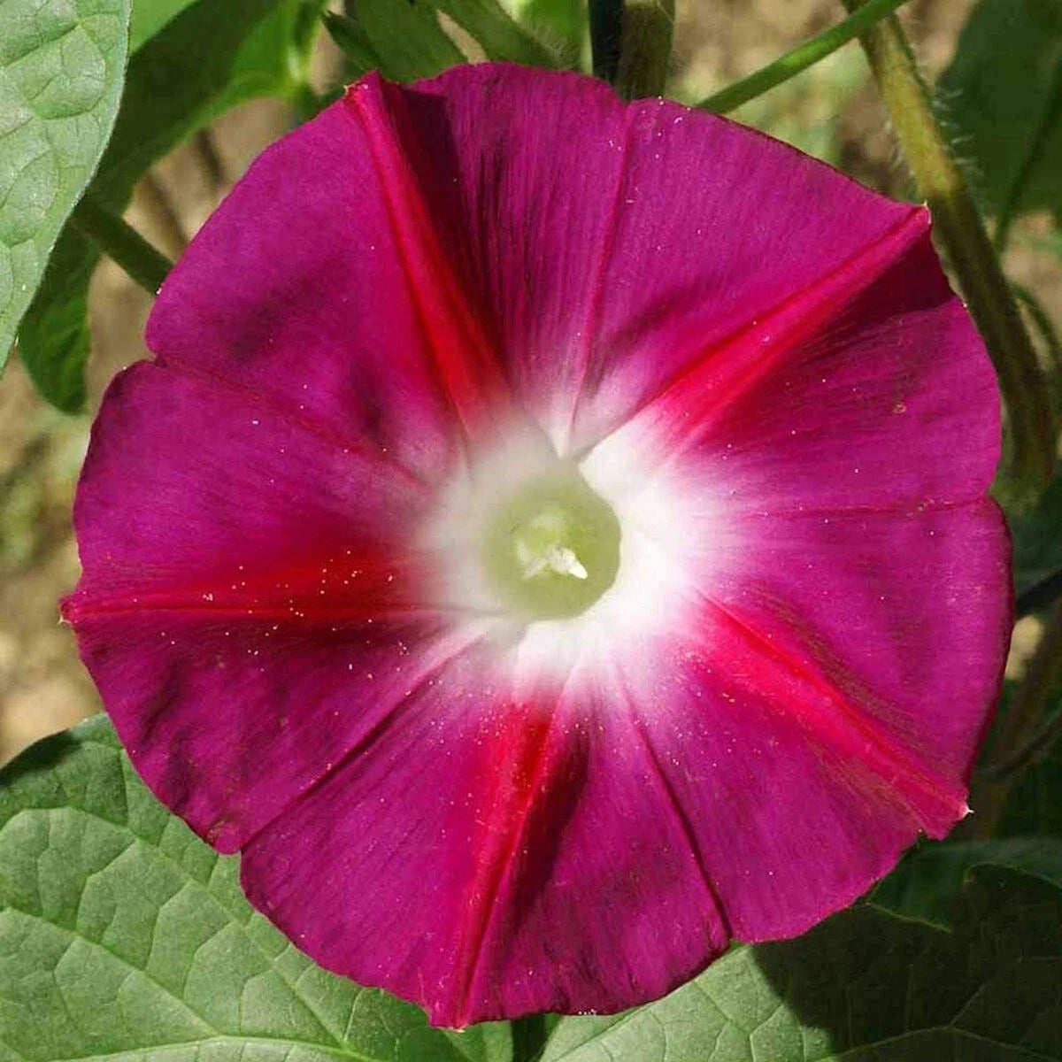 Scarlet O’Hara Morning Glory – Climbing Wildflower Seeds