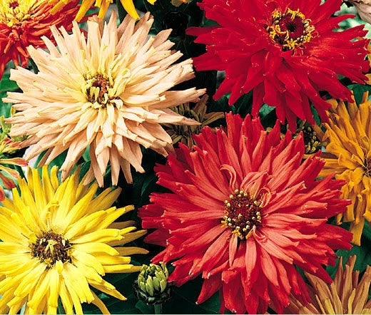 Zinnia Cactus Mix Zinnia Elegans – Colorful Garden Flower Seeds