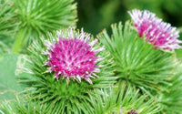 Burdock – Flower Seeds